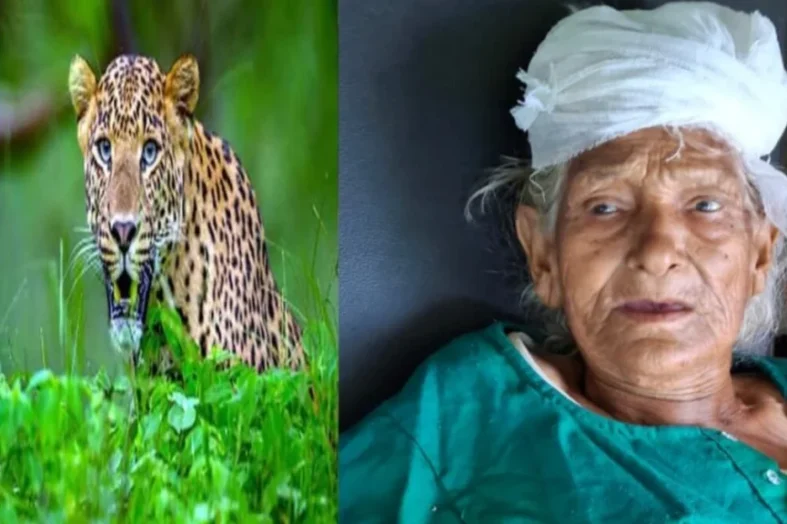 अल्मोड़ा में घर में घुसा गुलदार, 88 वर्षीय बुजुर्ग महिला पर किया हमला